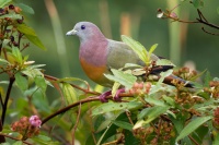 Holub papousci - Treron vernans - Pink-necked Green-Pigeon o2736